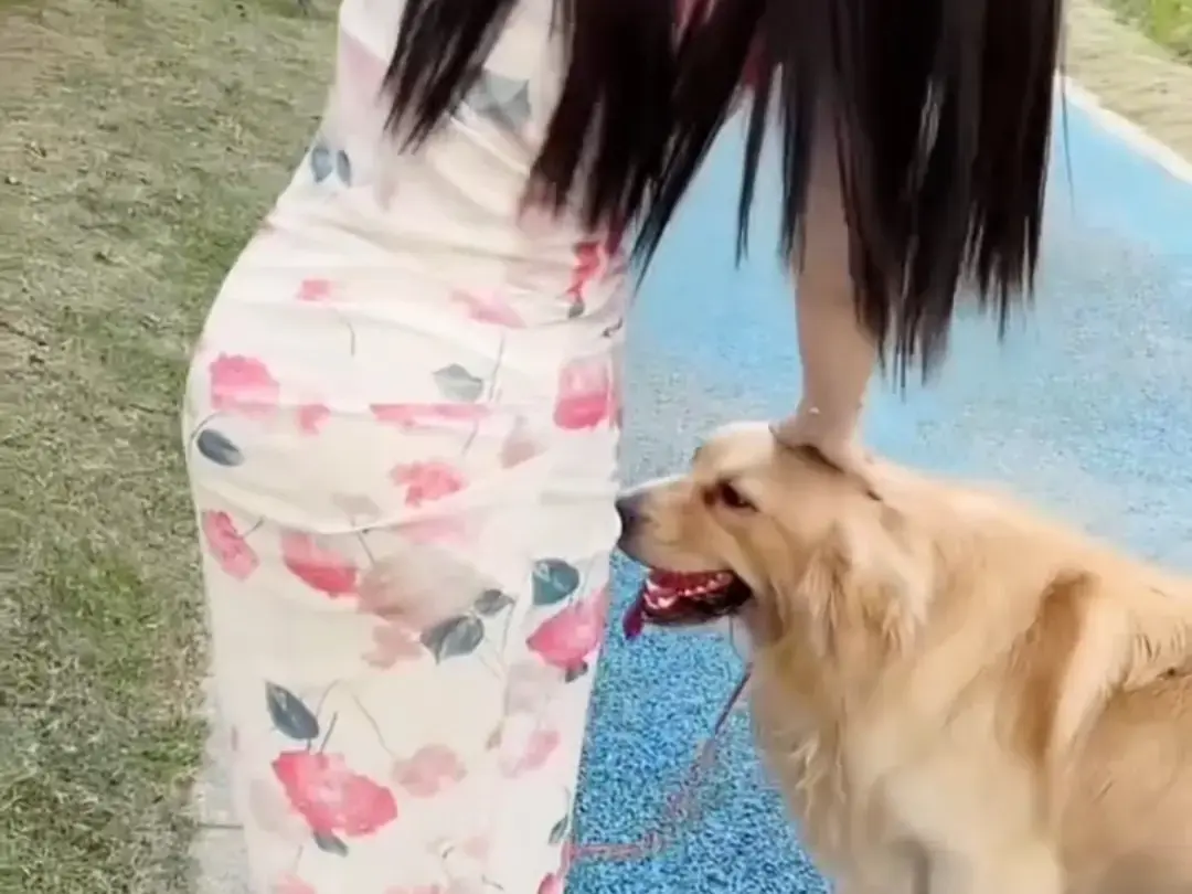 抖音香香公主与爱犬金毛科普视频完整版免费观看-香香公主与爱犬直播回放高清在线-百度网盘资源免费领取无广告播放